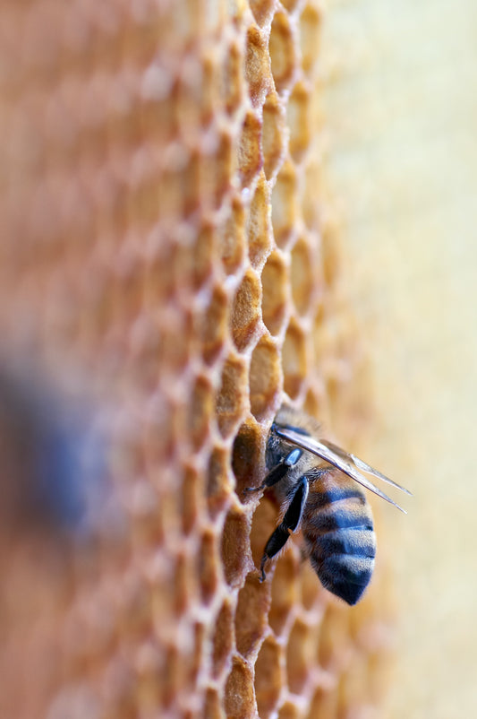HONEY: Celebrating the Golden Elixir Manuka Honey for World Honey Bee Day